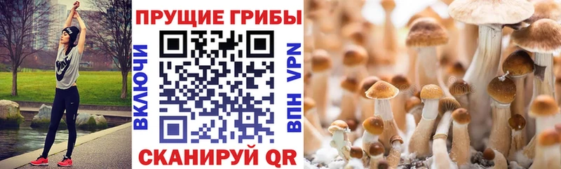 Псилоцибиновые грибы Cubensis  Куйбышев 